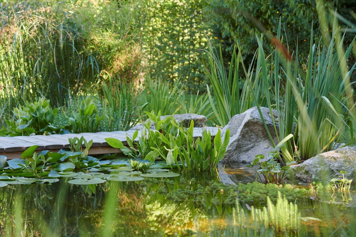 Schwimmteich